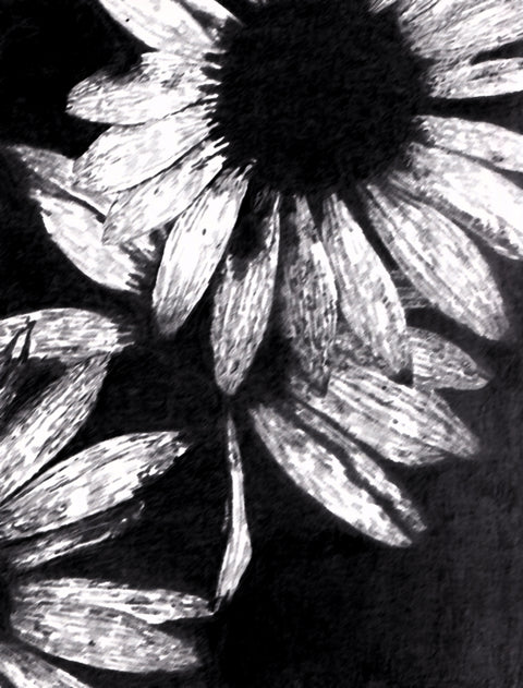 Sunflower1